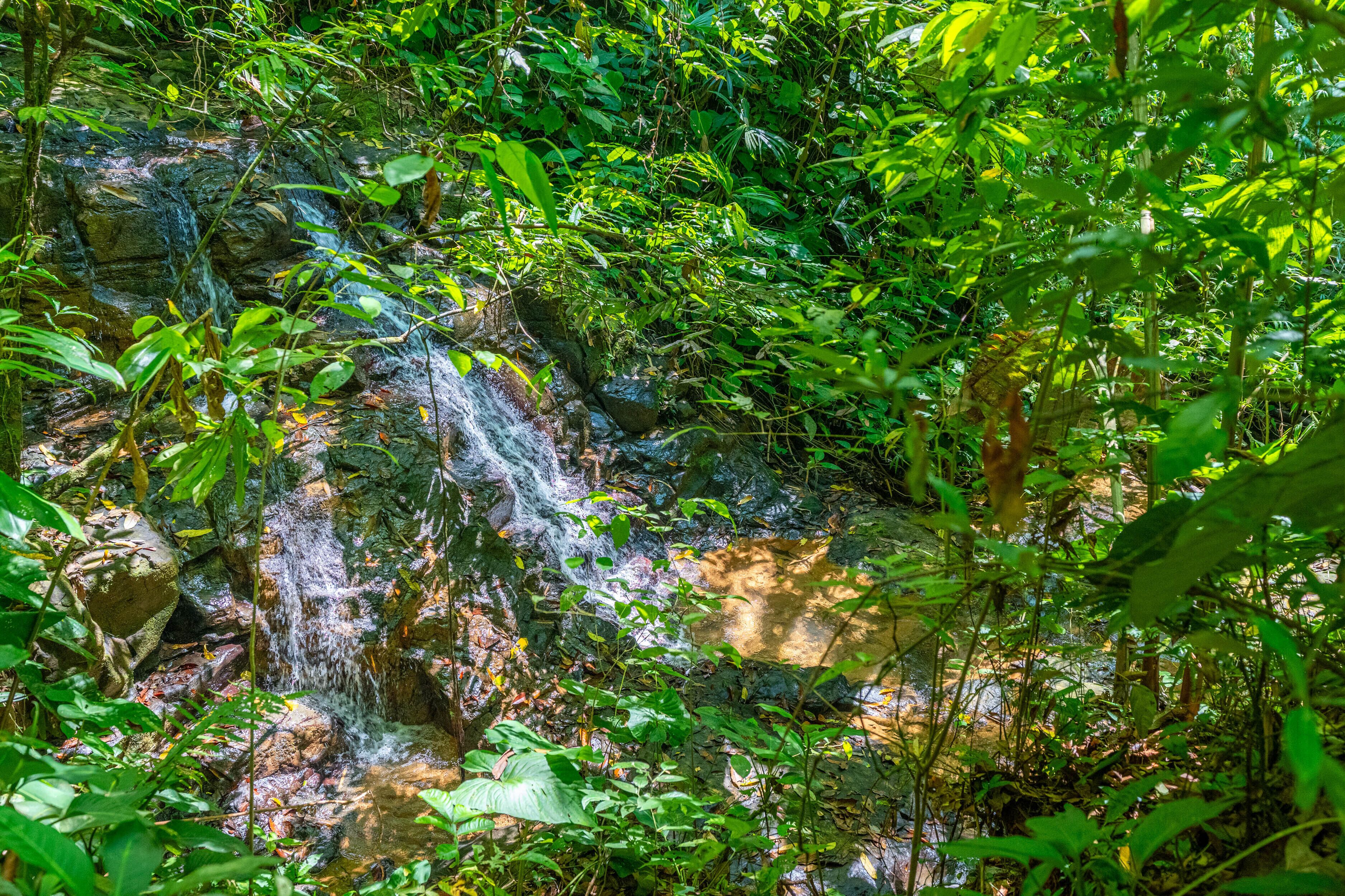 A natural waterfall surrounded by dense green foliage.