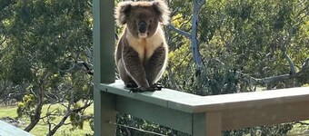 Allusion Farmstay & Vineyard - Unit 2 Shiraz