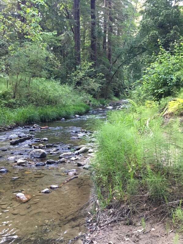 A natural stream surrounded by dense forest and tall trees.