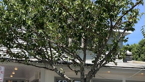 A restaurant with outdoor seating, covered by a white roof, and surrounded by greenery.