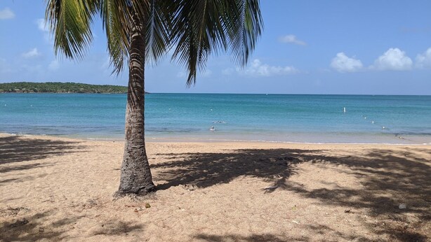 A beach with a palm tree, clear blue water, and a distant shoreline.