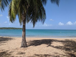 A beach with a palm tree, clear blue water, and a distant shoreline.