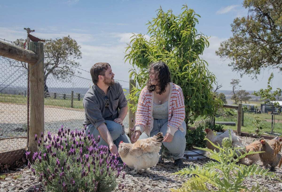 Two people interacting with chickens in a fenced outdoor area with vegetation and a clear sky.