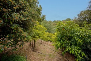 Ein Weinberg mit Baumreihen und blauem Himmel.