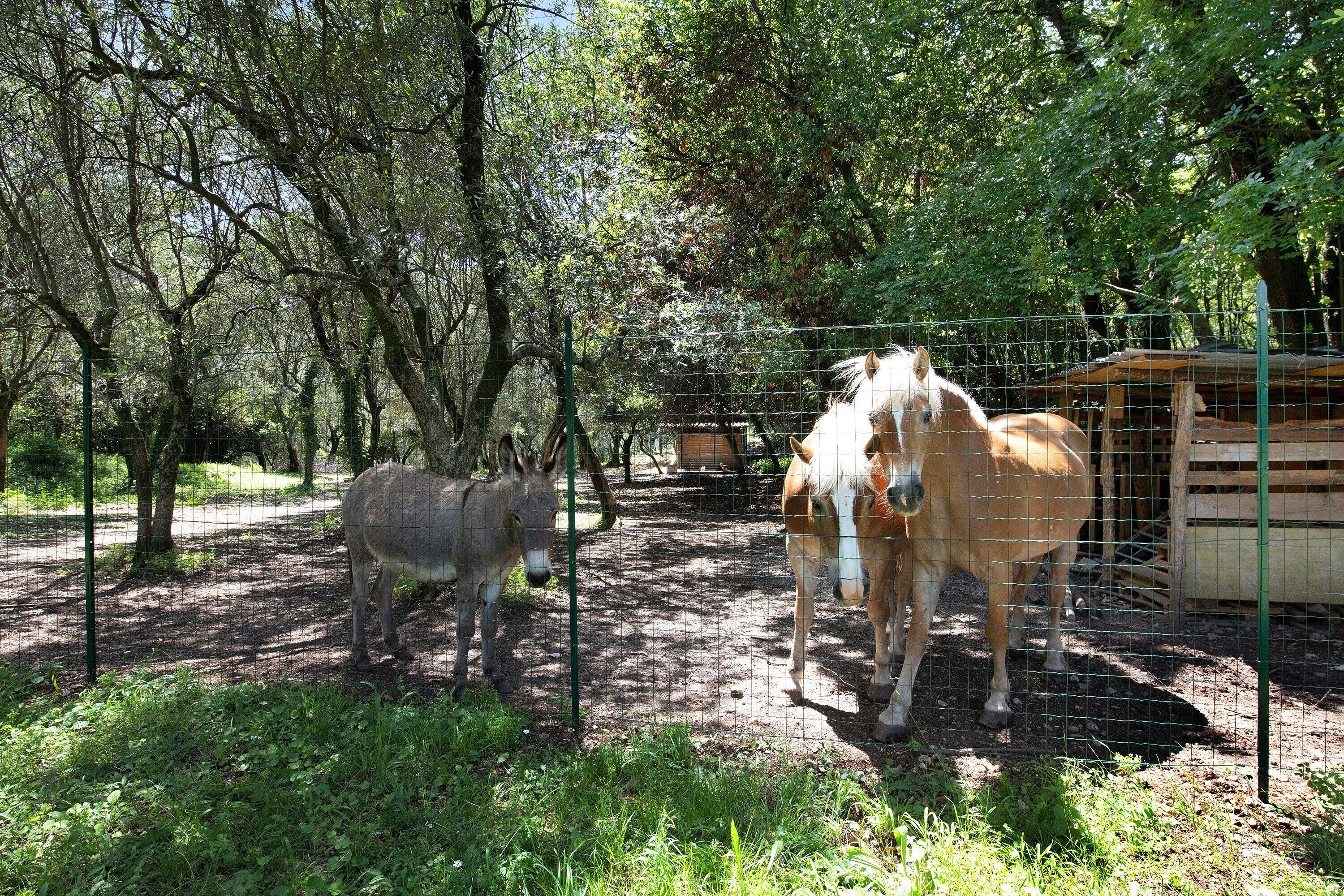 A fenced area with trees and a donkey.