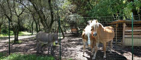 A fenced area with trees and a donkey.