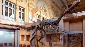 Eine Ausstellung mit Dinosaurierskeletten in einem Raum mit aufwendigen Decken und klassischer Architektur.