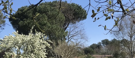 A garden with a large tree, a smaller tree with white blossoms, and a building in the background.