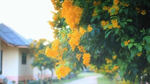 Un sendero bordeado por flores amarillas brillantes y follaje verde que conduce a un edificio con tejado de tejas.