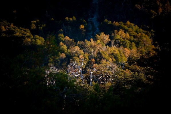 A dense forest with a variety of trees, some with bare branches. - Hotel Roca Negra (Pinto)