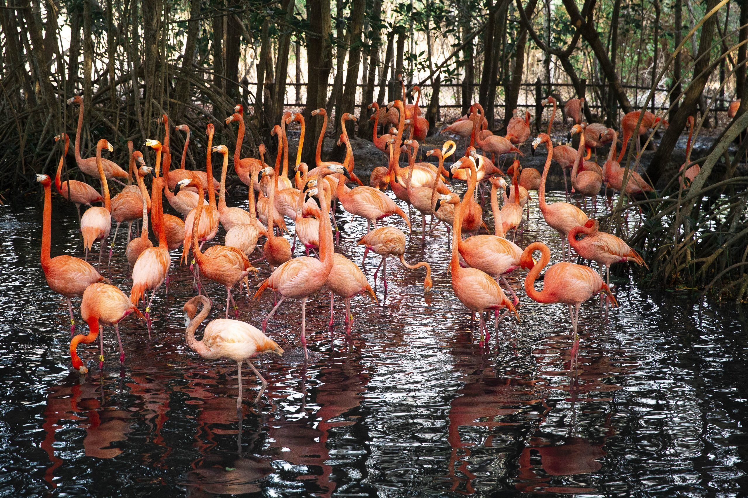 Un groupe de flamants roses dans leur habitat naturel.