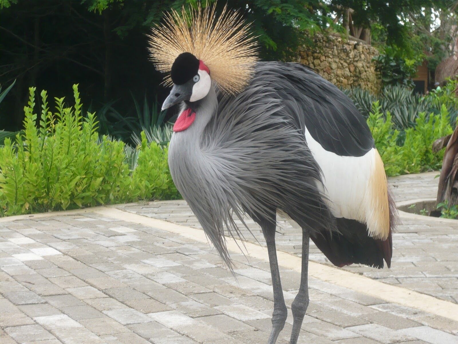 A bird with a distinctive crest and red throat standing on a paved path.