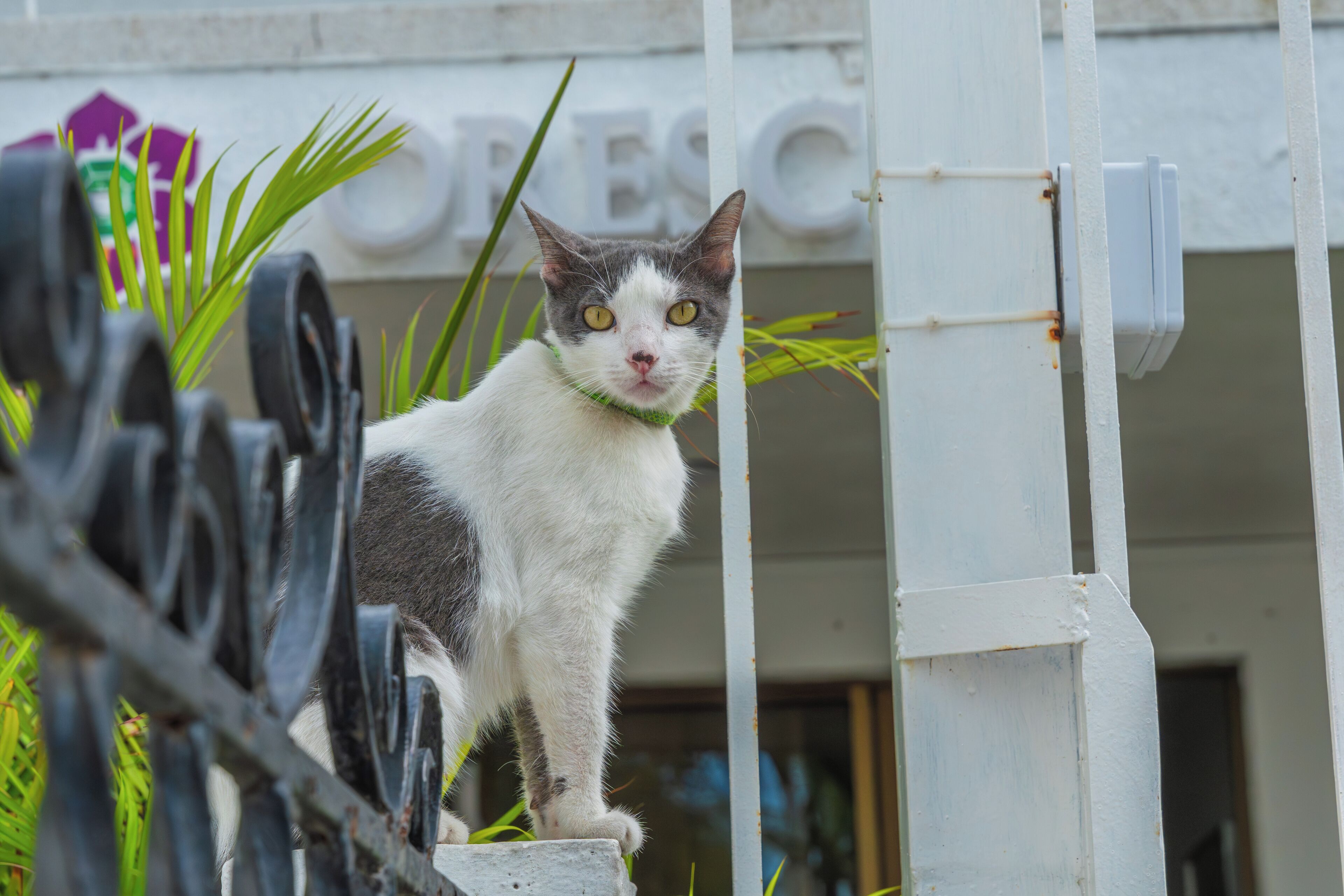 A cat standing on a concrete ledge in front of a white building with a sign that reads "ESC".