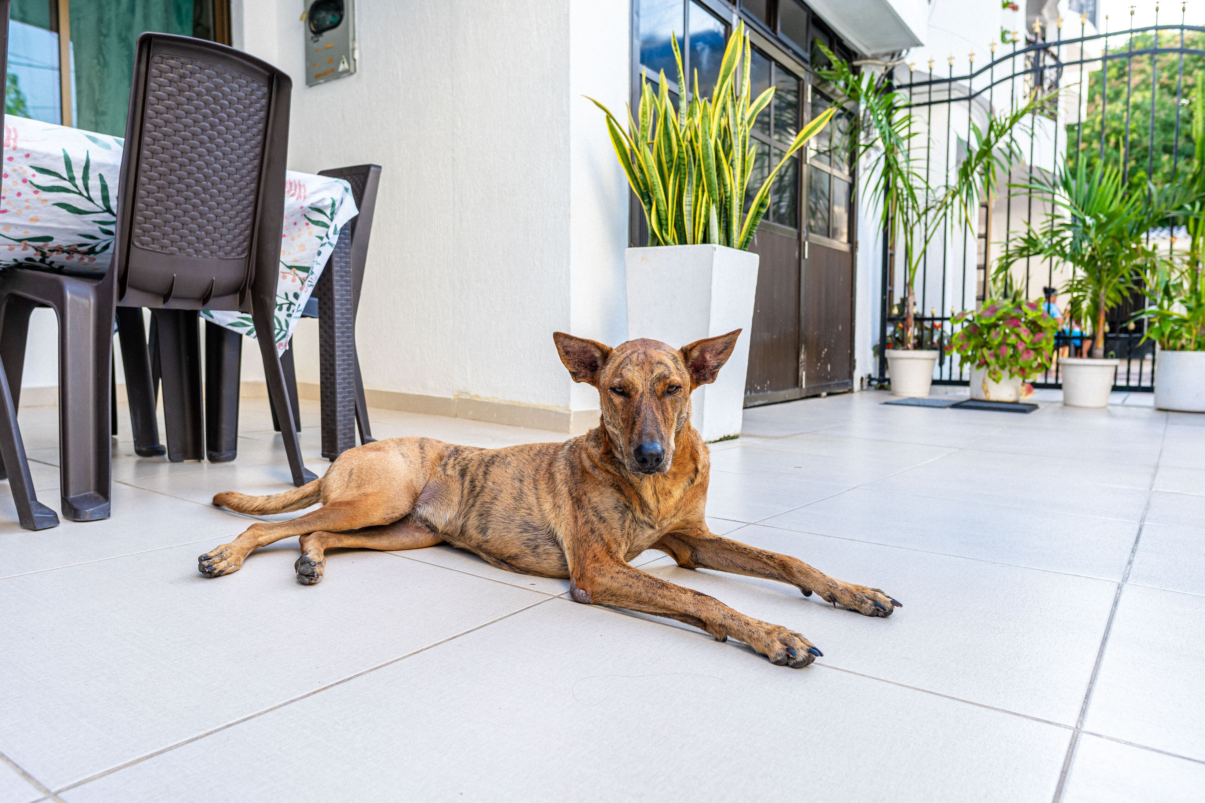 Un perro descansando sobre un suelo de baldosas en un espacio exterior con plantas en macetas y sillas.