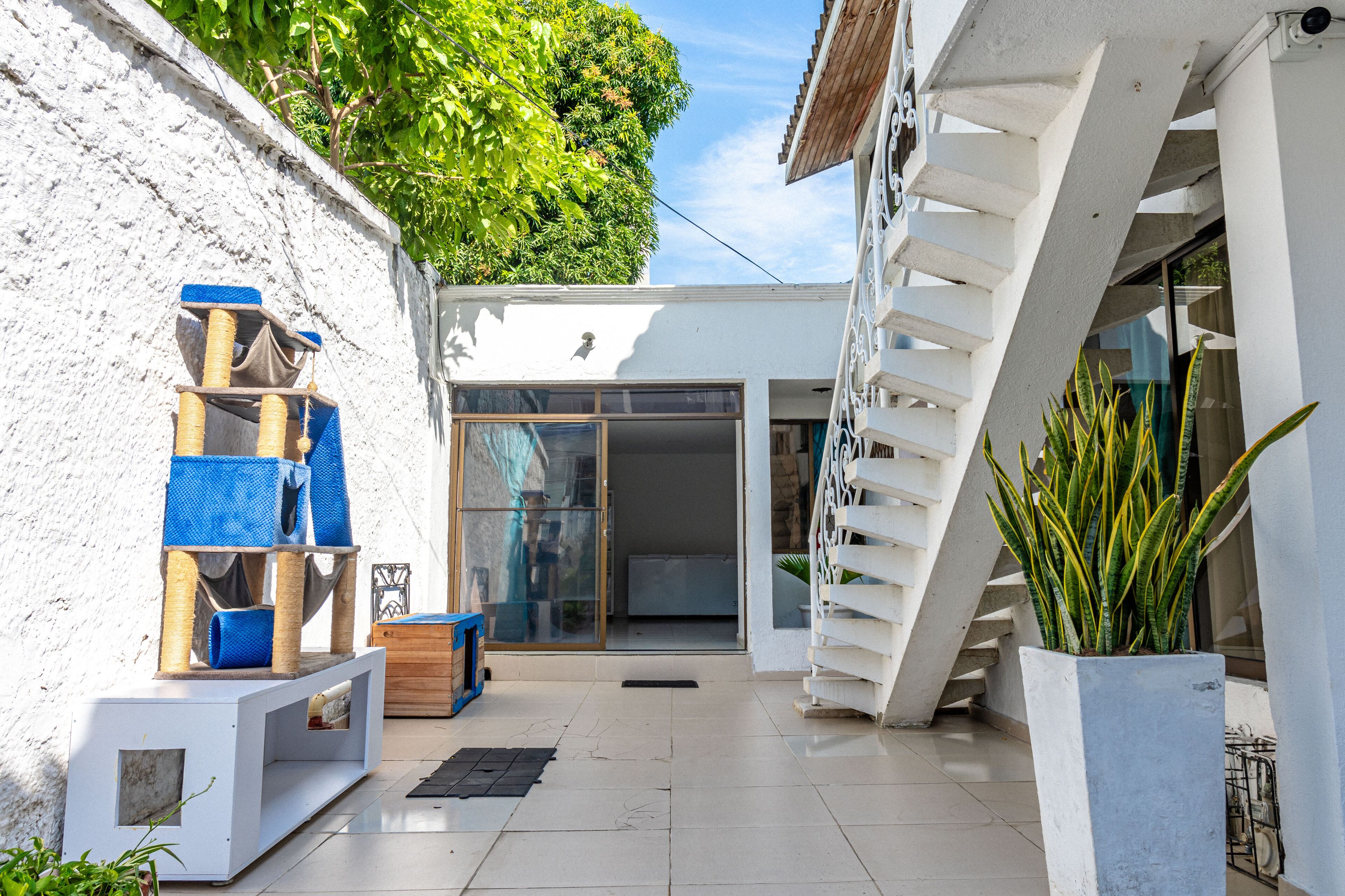 Un espacio exterior moderno con una pared blanca, un rascador para gatos, un banco de madera y una planta en maceta.