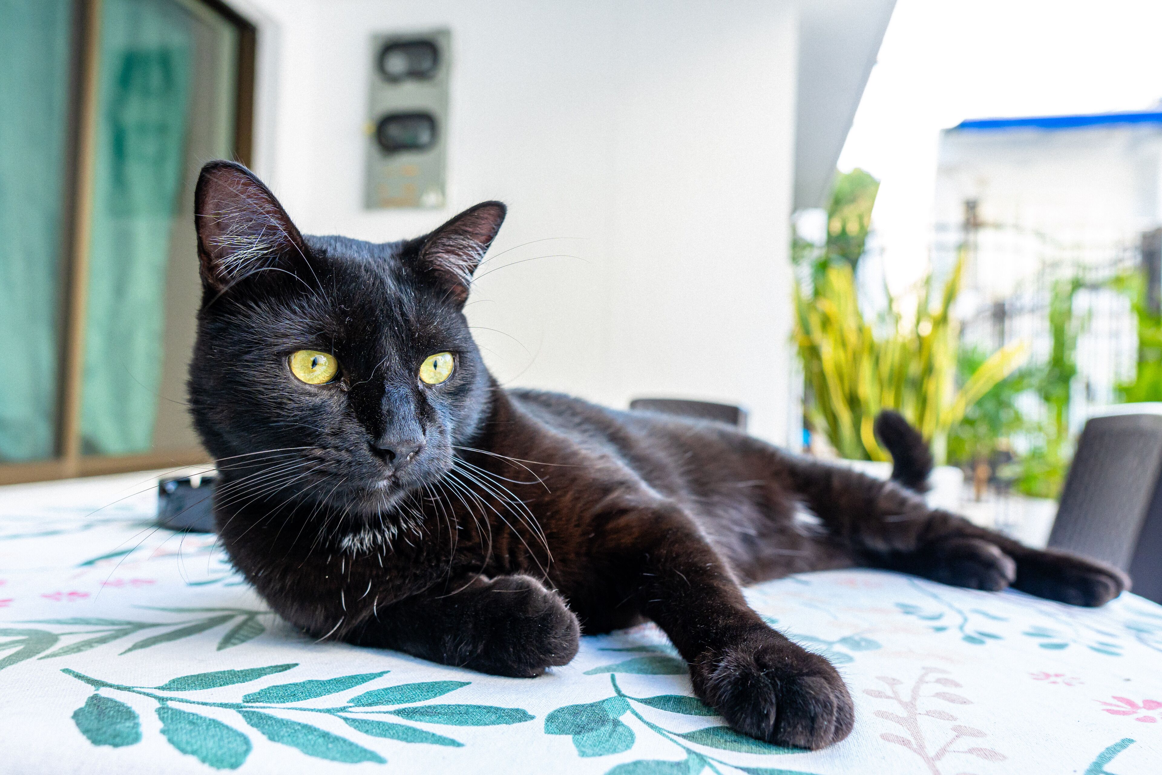 A black cat lying on a floral-patterned bedspread.