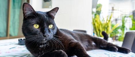 A black cat lying on a floral-patterned bedspread.