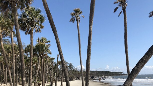 Une plage bordée de palmiers, un banc en bois et un sentier sablonneux.