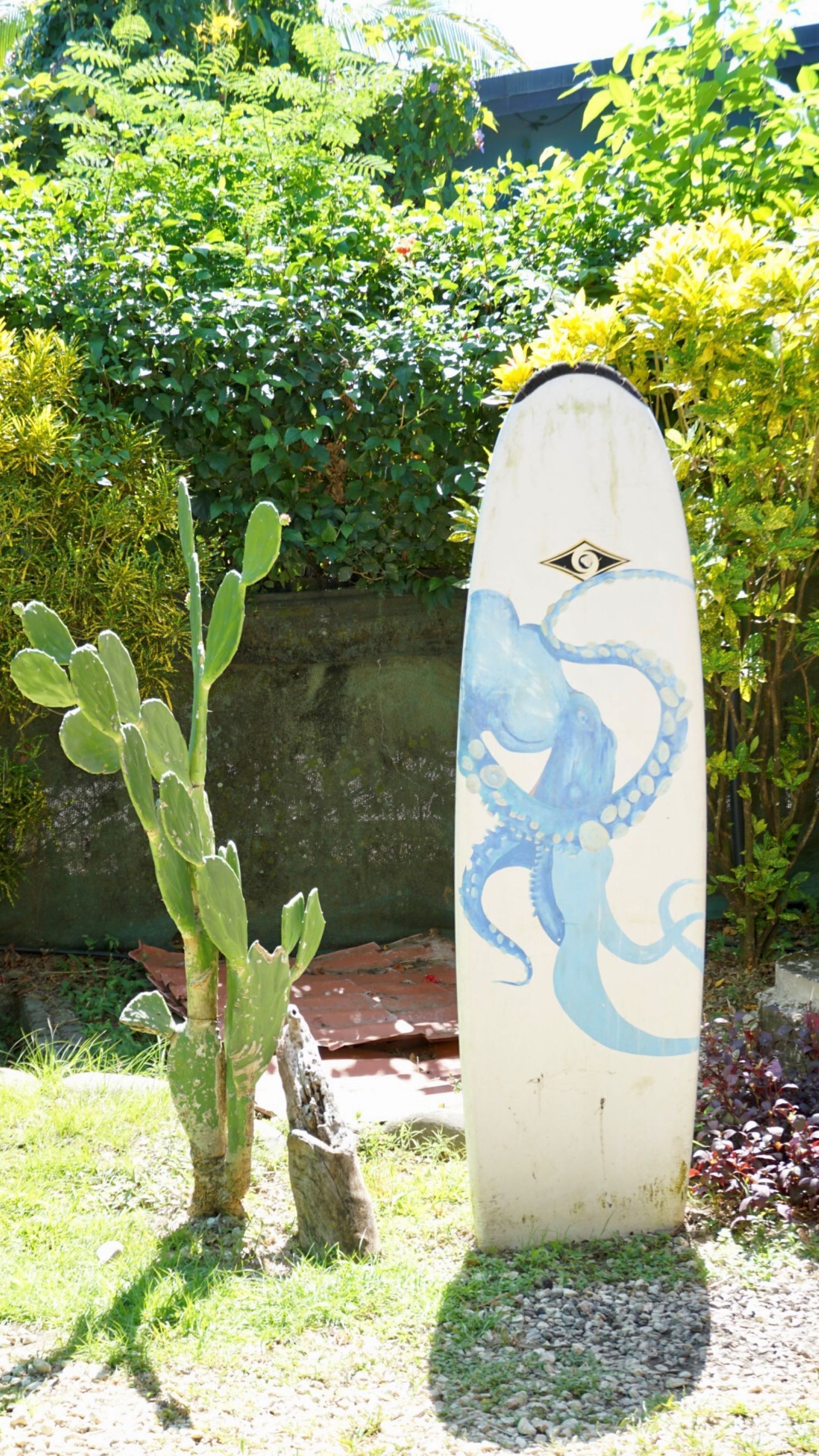 A surfboard with an octopus design, a cactus, and a concrete wall in the background.