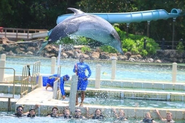 Dolphin Cove. 25 mins from Camelot Village
