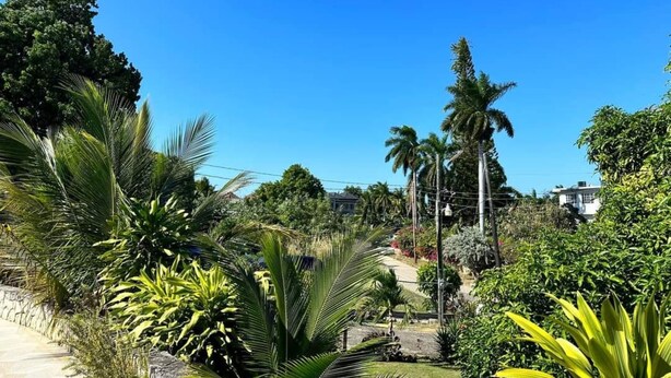 A lush garden with various tropical plants and palm trees. - Villa Chinnor (Montego Bay)