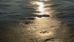 En strand med en fugl stående på sanden, bølger og solskin.