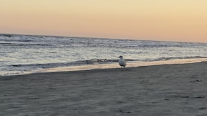 Un goéland sur une plage de sable, avec l’océan en arrière-plan.
