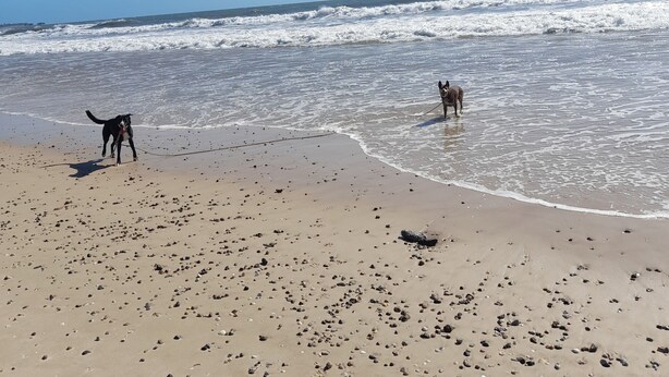 Uma praia com dois cães brincando perto da beira da água.