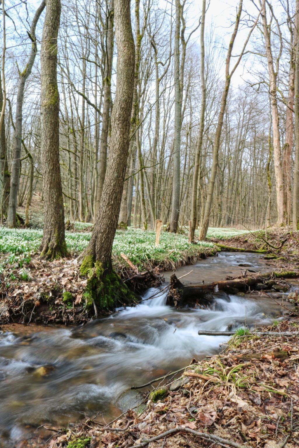 A forest stream with trees and a fallen log.