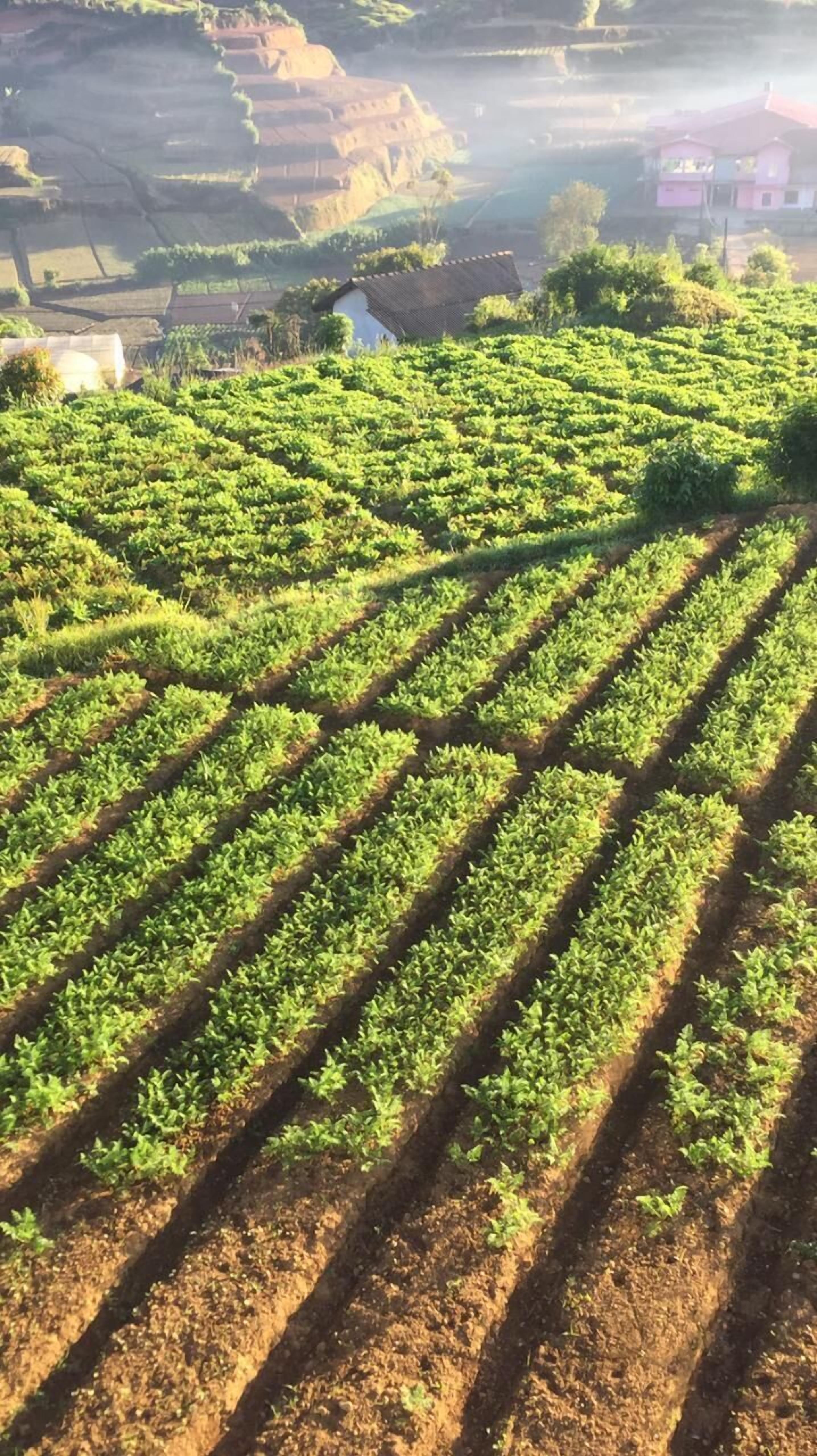 Campos agrícolas em socalcos, com fileiras de plantações.