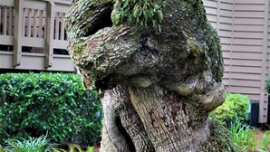 Un grand arbre à l’écorce épaisse et à la surface recouverte de mousse, entouré de fougères et d’herbe.