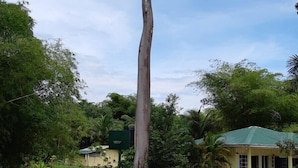 Un árbol alto de copa amplia, un edificio verde con techo inclinado y un cielo despejado.