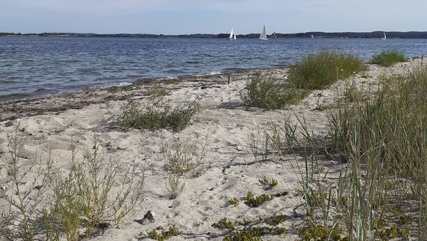 A sandy beach with sparse vegetation and a calm sea.