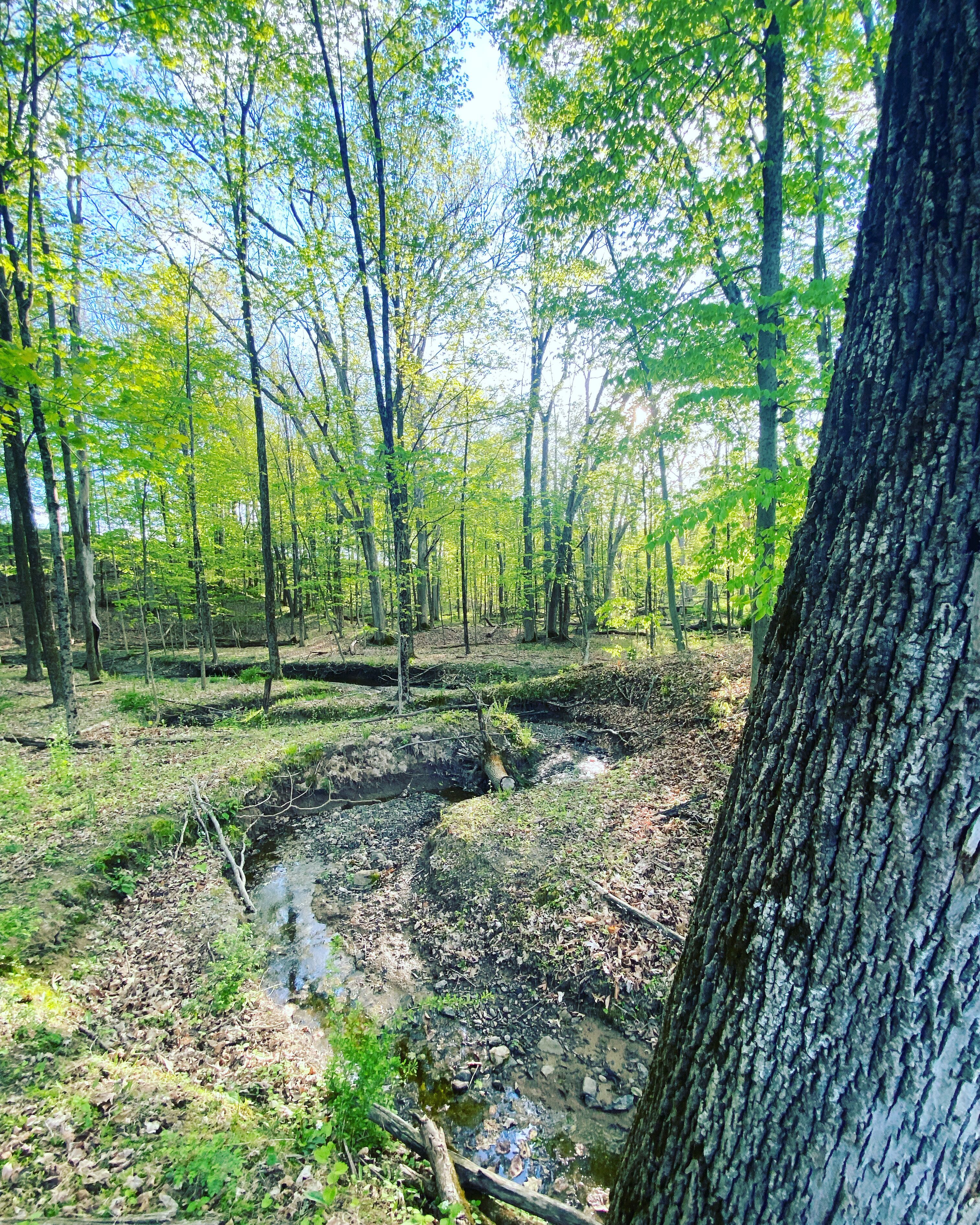 Bluming Fields - A private home on a 150-acre horse farm.