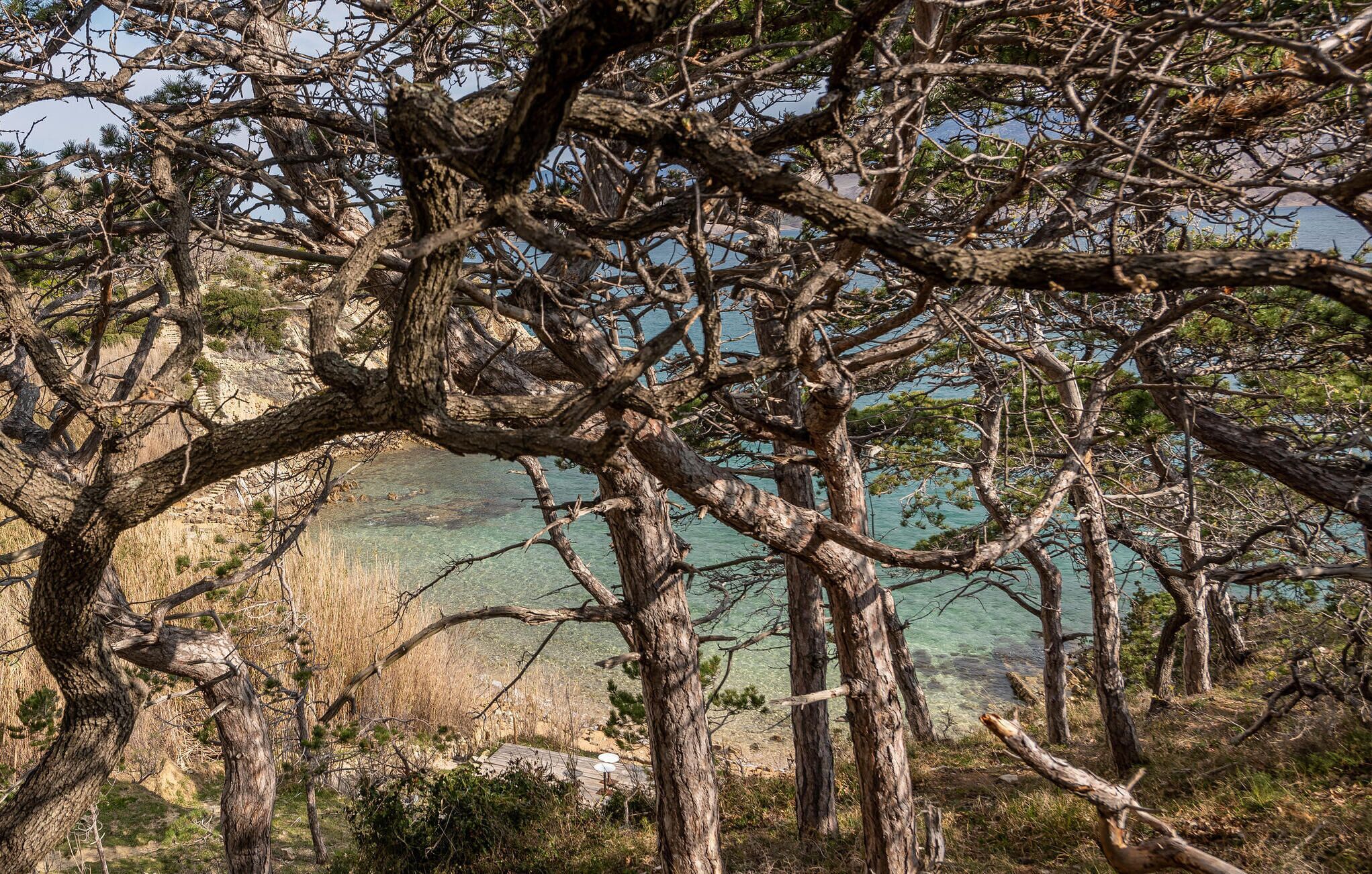 Uma densa concentração de árvores com vista desobstruída para uma cordilheira distante.