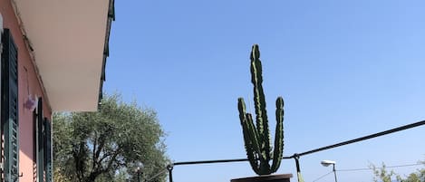 A balcony with a view of the sea, a cactus plant, and a chair.