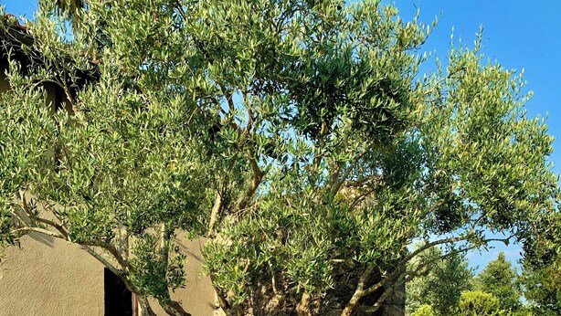 Un comedor al aire libre con una mesa lista para dos personas, rodeado de olivos y un rústico muro de piedra.