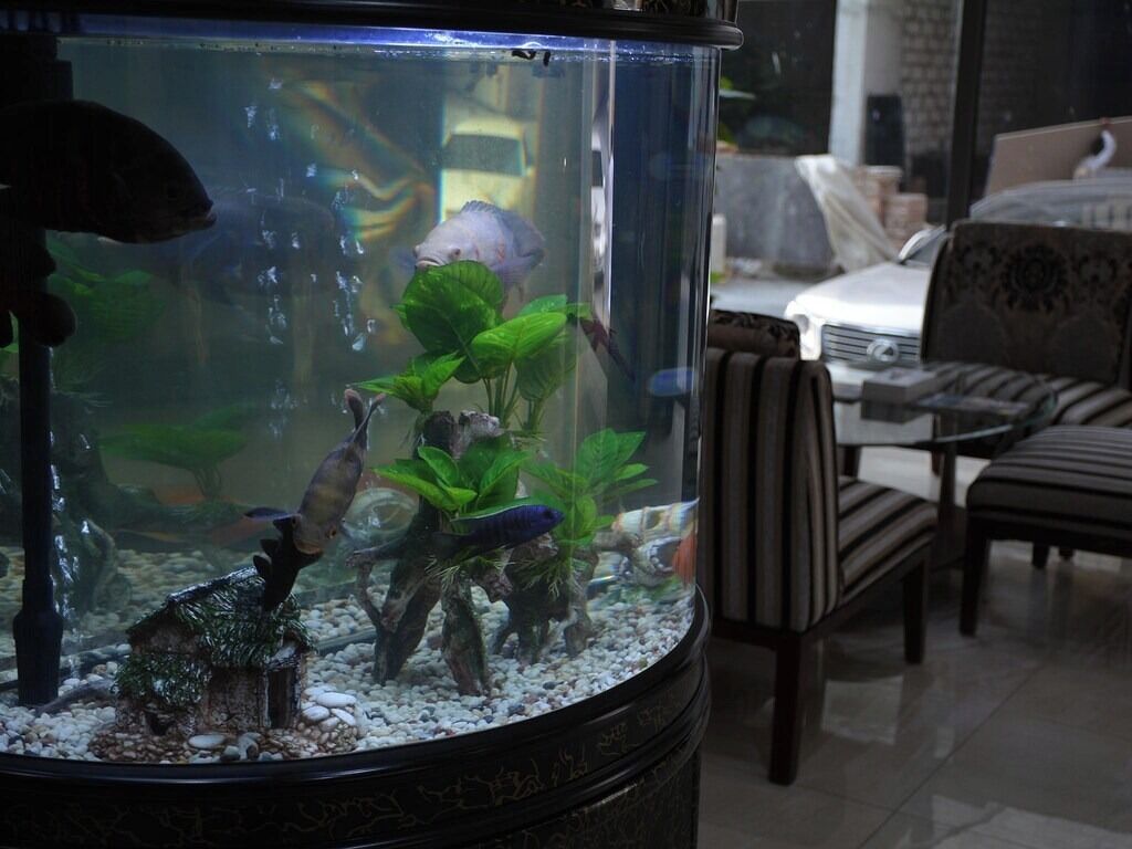 Acuario con varios peces y plantas, sobre una mesa en una habitación con sillas y un sofá.