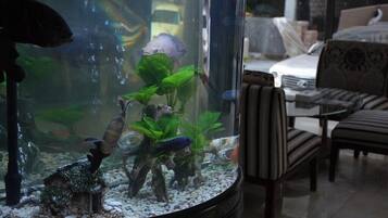 Acuario con varios peces y plantas, sobre una mesa en una habitación con sillas y un sofá.