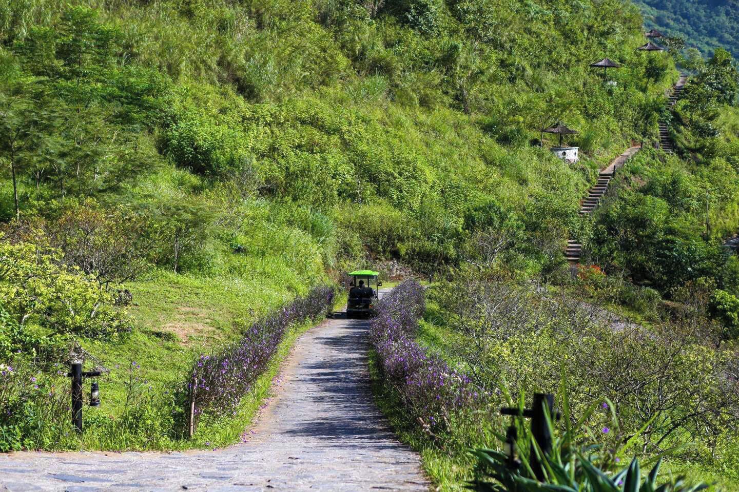 A narrow, paved path flanked by dense green vegetation and purple flowers, leading to a structure with a green roof.