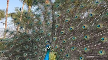 Un pavo real despliega su plumaje azul y verde brillante, con palmeras al fondo en un entorno natural.