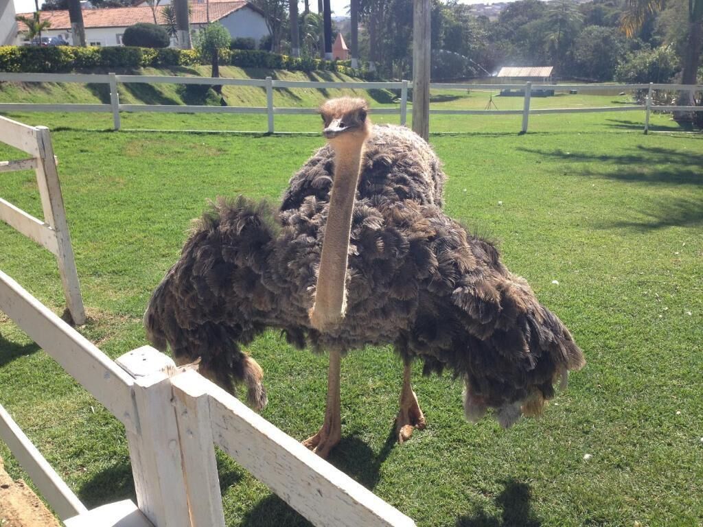 Un avestruz en un recinto cercado con zona de césped y valla blanca.