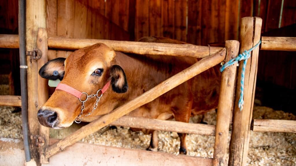Una vaca en un cercado de madera con barrotes de metal y una cuerda.