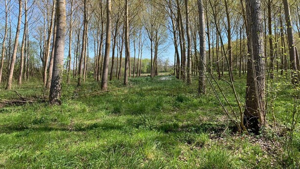 Un bosque con árboles altos y suelo cubierto de hierba.
