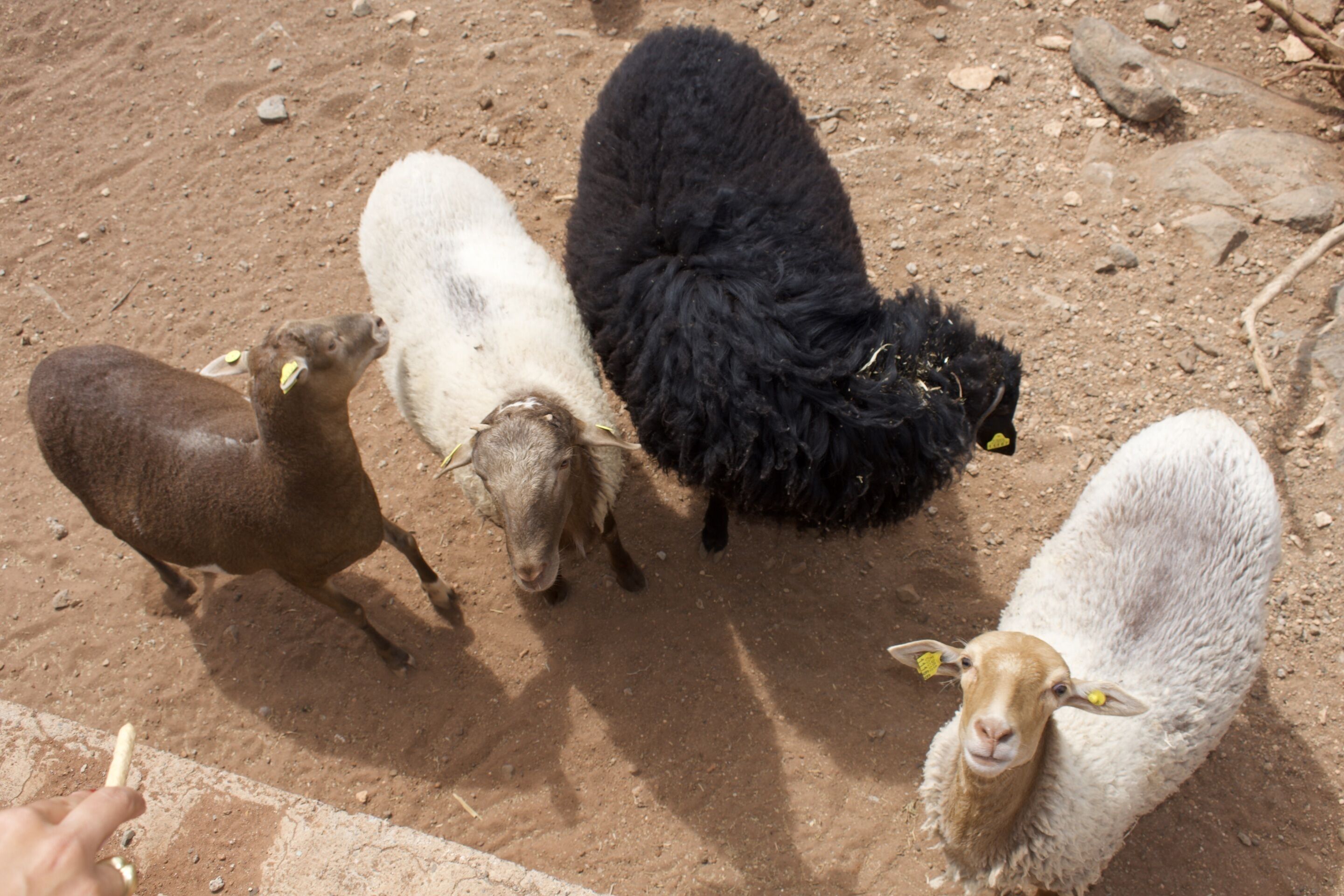 A group of sheep on a dirt ground.