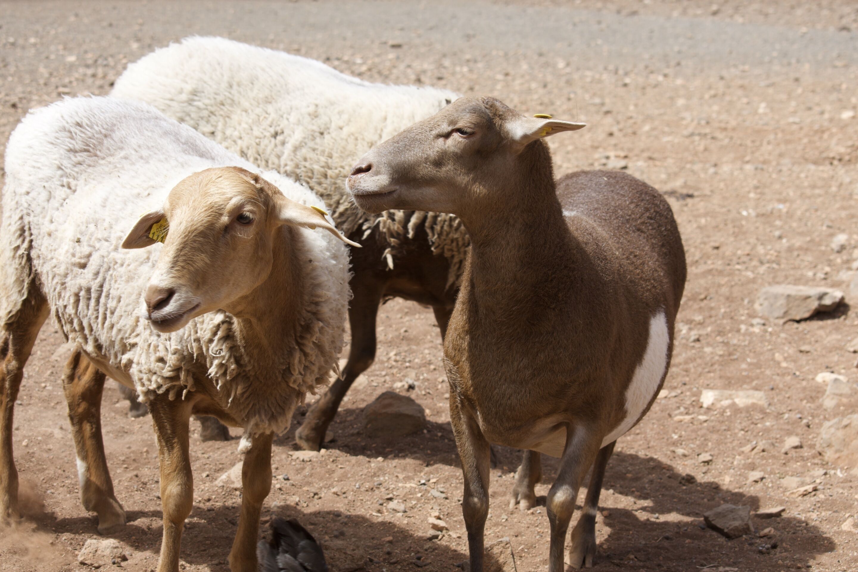 Two sheep standing on a dirt ground.