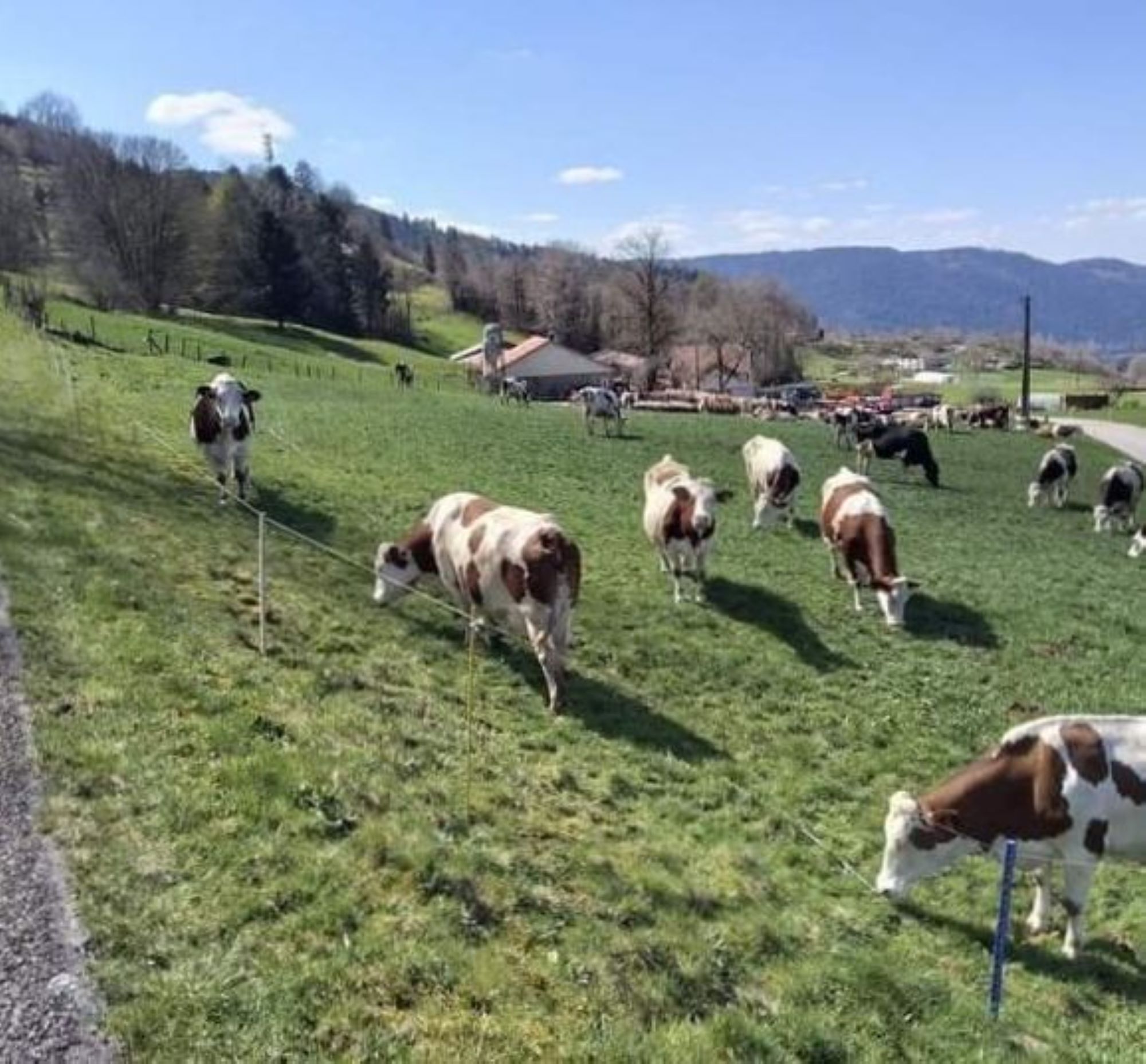 A rural landscape with cows grazing on a grassy field, a road, and a building in the background.