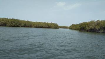 A calm body of water flanked by dense mangrove vegetation.