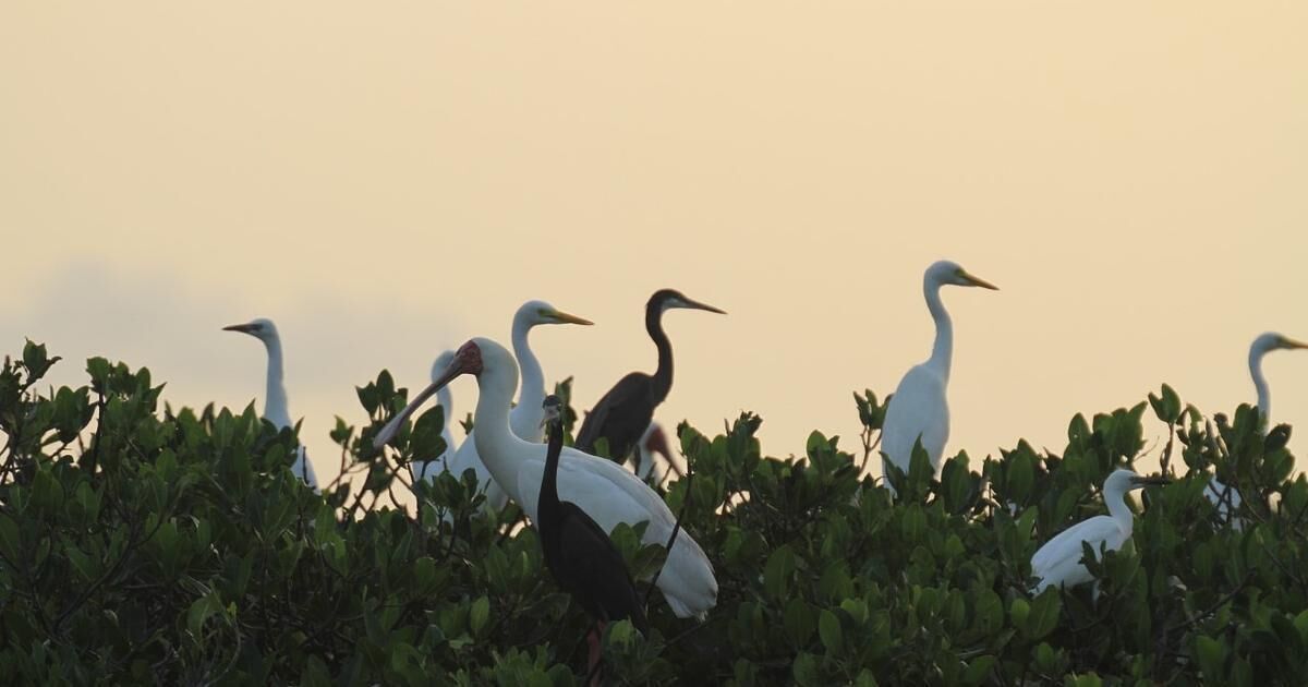 Un grupo de aves blancas, probablemente garzas, posadas entre follaje verde.