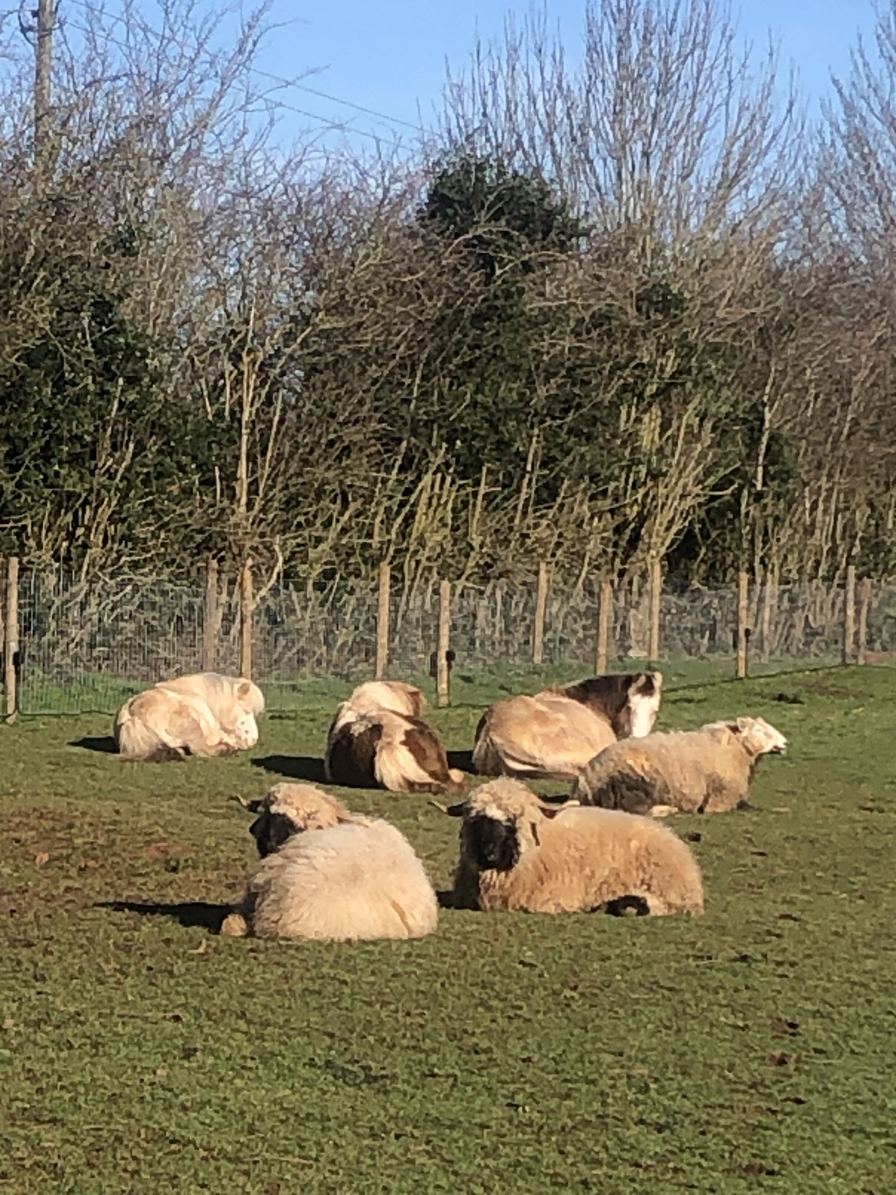 Un grupo de ovejas descansando en un campo cubierto de hierba, con una cerca y árboles sin hojas al fondo.